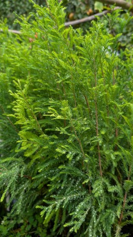 dawn redwood seedling